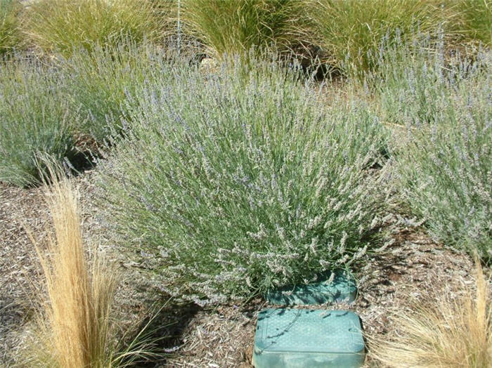 Plant photo of: Lavandula x intermedia 'Grosso'