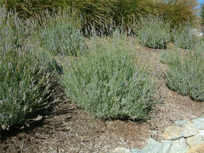 Plant photo of: Lavandula x intermedia 'Grosso'
