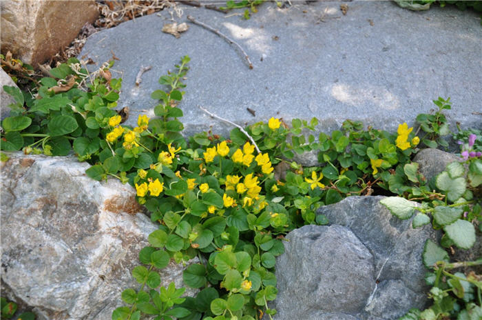 Plant photo of: Lysimachia nummularia