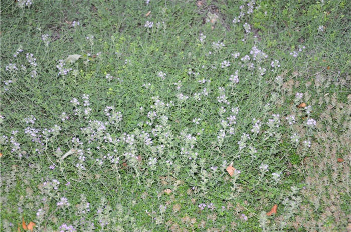Plant photo of: Thymus praecox arcticus 'Elfin'