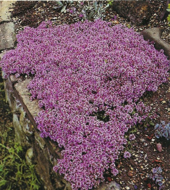Plant photo of: Thymus praecox ssp. arcticus
