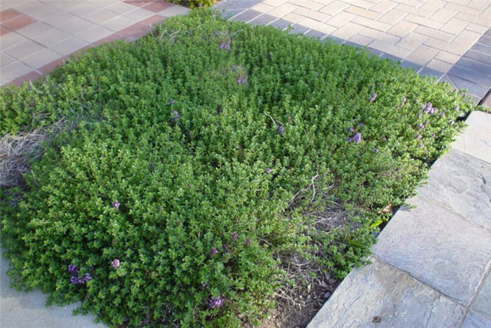 Plant photo of: Thymus praecox ssp. arcticus