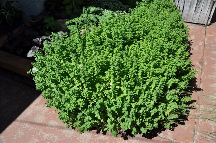 Plant photo of: Origanum vulgare