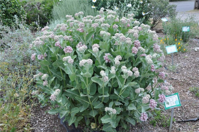 Plant photo of: Asclepias speciosa