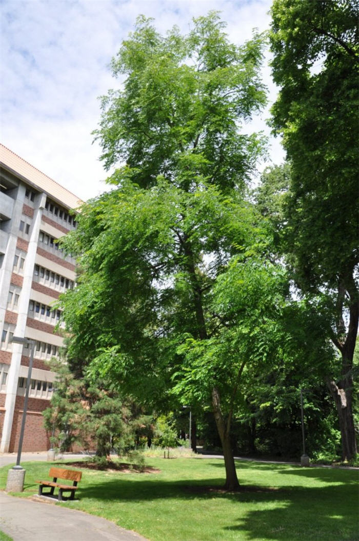 Plant photo of: Robinia x ambigua 'Decaisneana'