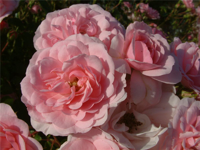 Plant photo of: Rosa x Meidiland Varieties