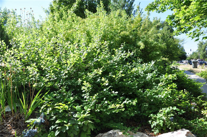 Plant photo of: Rhus aromatica 'Gro-Low'