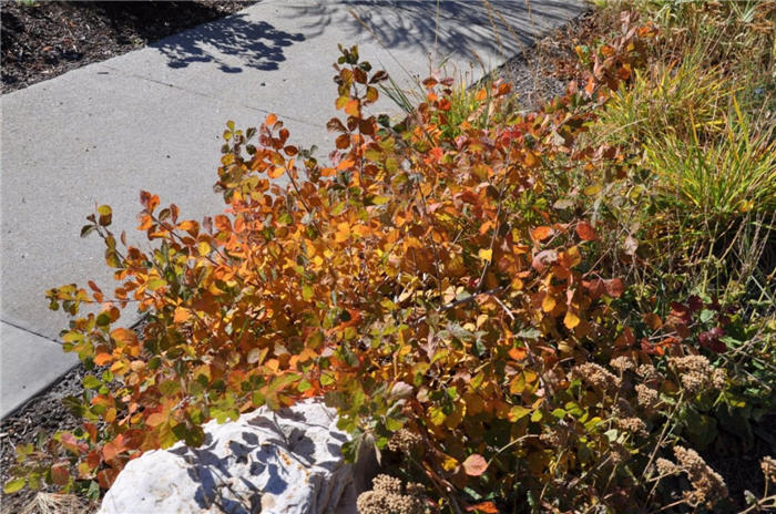 Plant photo of: Rhus aromatica 'Gro-Low'
