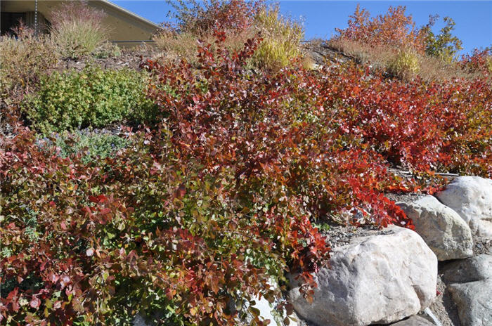 Plant photo of: Rhus aromatica 'Gro-Low'