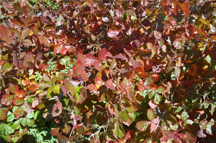 Plant photo of: Rhus aromatica 'Gro-Low'