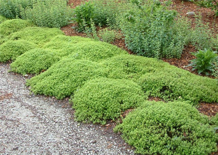 Plant photo of: Thymus x citriodorus