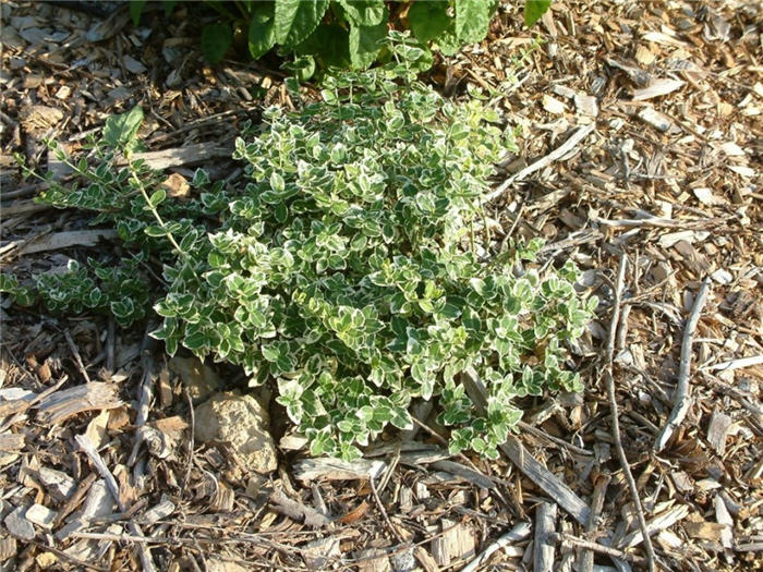 Plant photo of: Euonymus fortunei 'Emerald Gaiety'