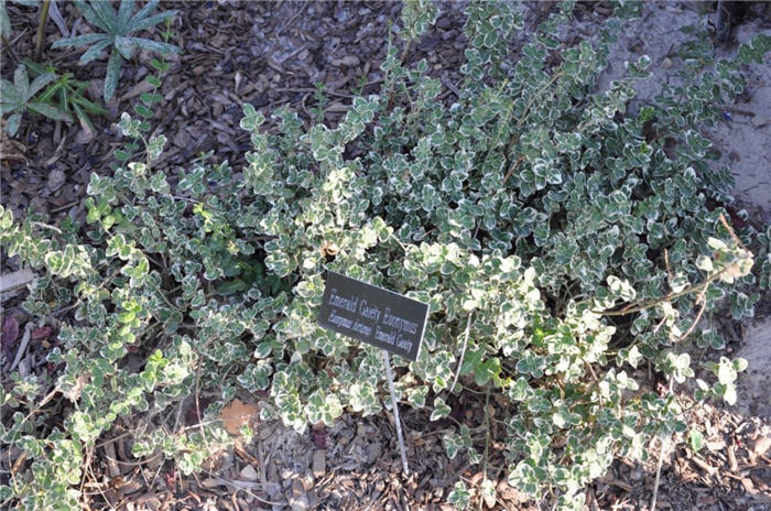 Plant photo of: Euonymus fortunei 'Emerald Gaiety'