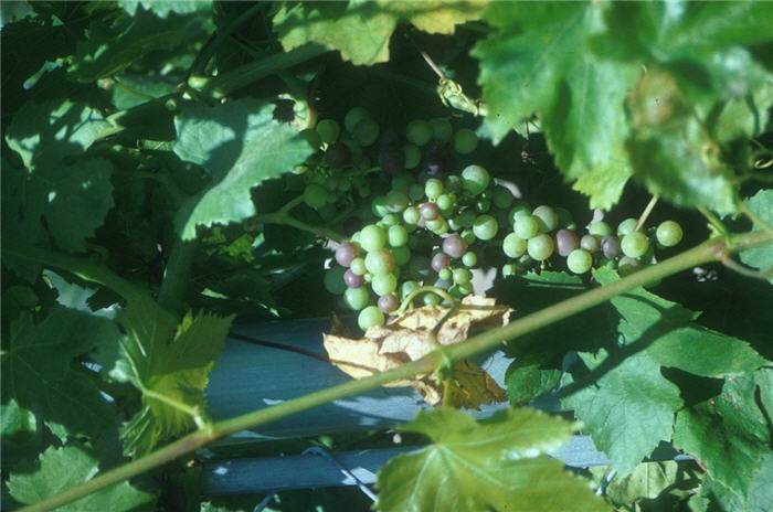 Plant photo of: Vitis vinifera 'Flame Seedless'