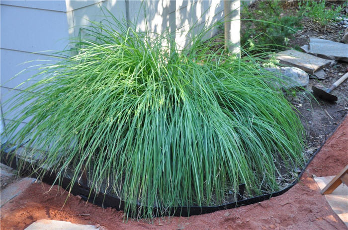 Plant photo of: Pennisetum alopecuroides