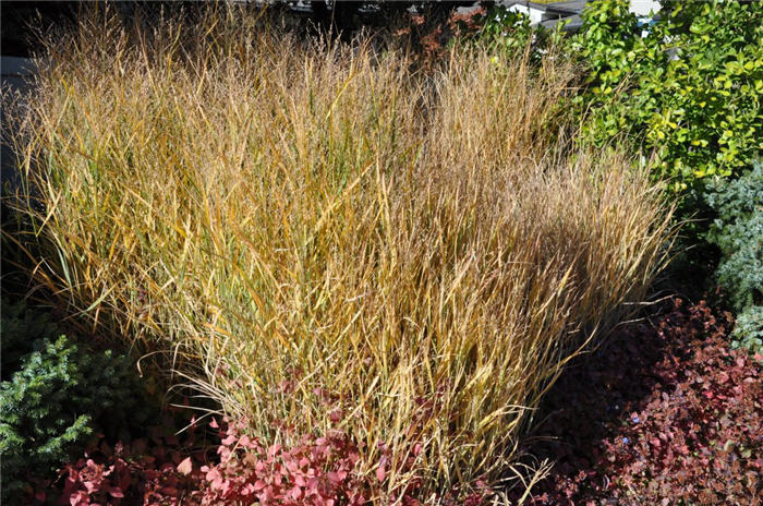 Plant photo of: Panicum virgatum