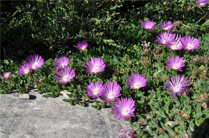 Plant photo of: Delosperma cooperi