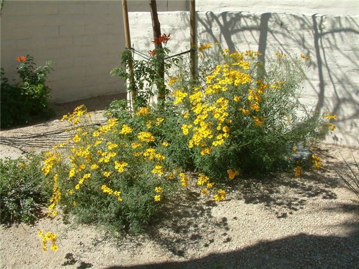 Plant photo of: Berlandiera lyrata