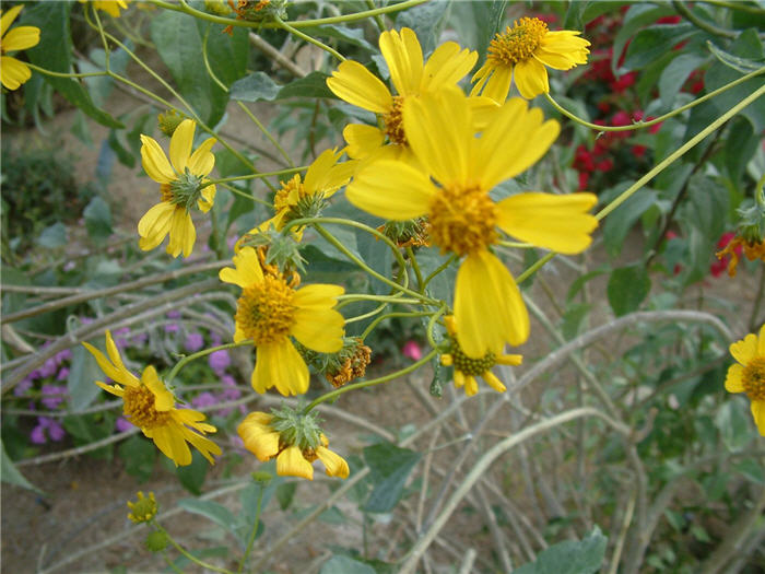 Plant photo of: Berlandiera lyrata