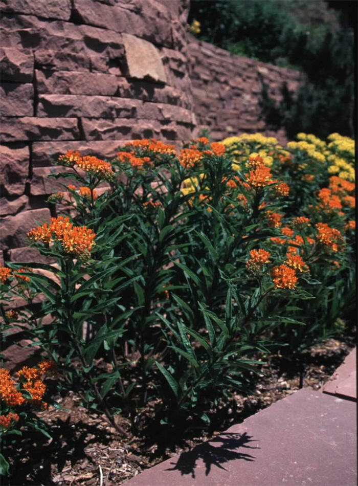 Plant photo of: Asclepias tuberosa
