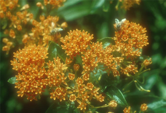Plant photo of: Asclepias tuberosa