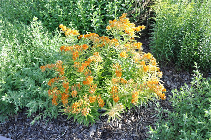 Plant photo of: Asclepias tuberosa