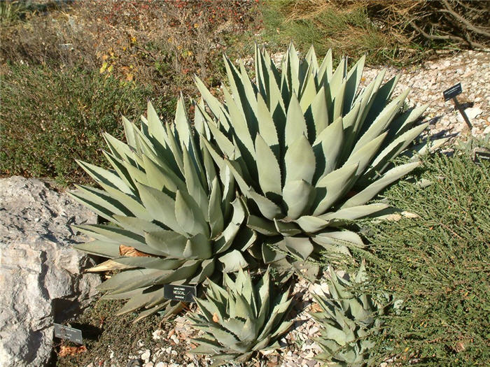 Plant photo of: Agave parryi