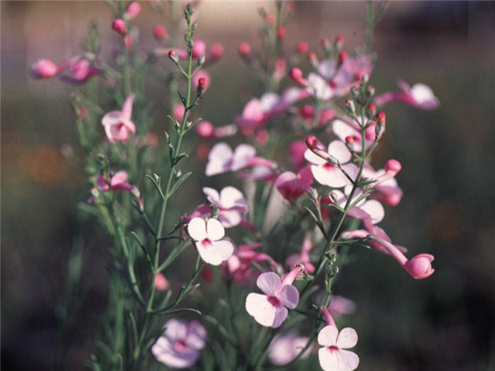 Plant photo of: Penstemon ambiguus