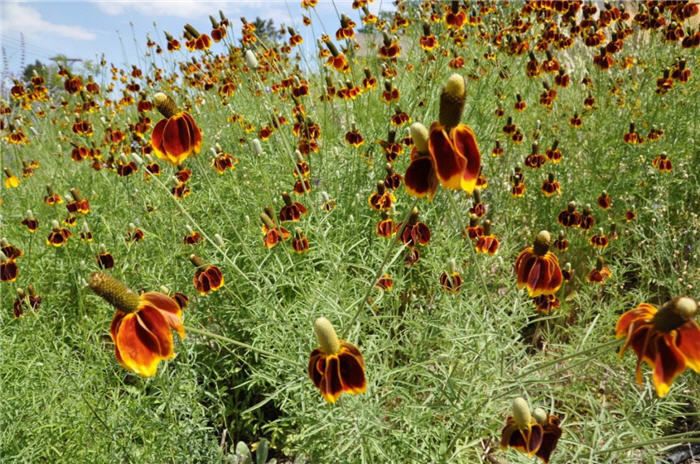 Plant photo of: Ratibida columnaris
