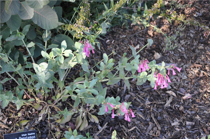 Plant photo of: Penstemon pseudospectabilis