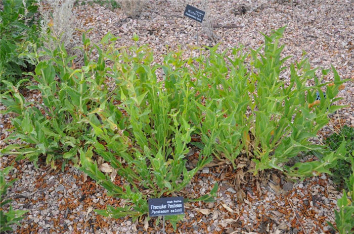 Plant photo of: Penstemon eatonii