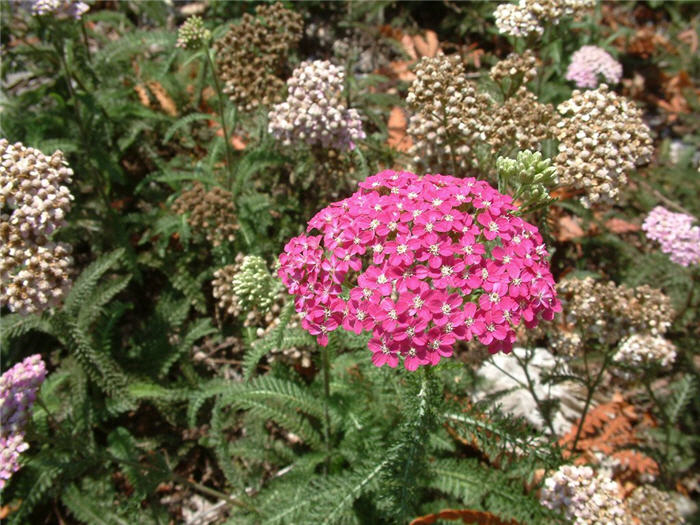 Plant photo of: Achillea millefolium 'Cerise Queen'