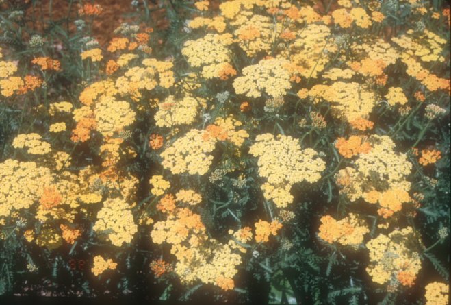 Plant photo of: Achillea millefolium 'Terra Cotta'