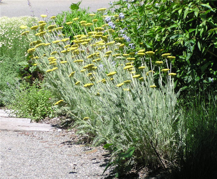 Plant photo of: Achillea 'Coronation Gold'