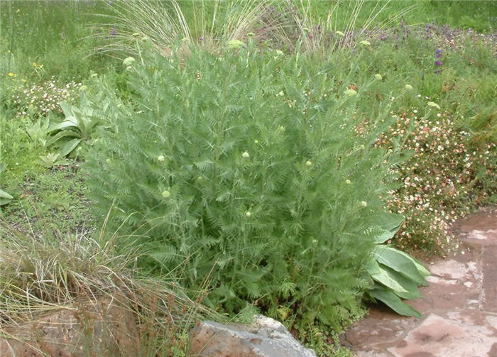 Plant photo of: Achillea 'Coronation Gold'