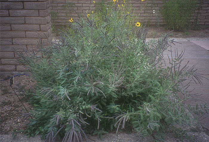 Plant photo of: Amorpha canescens