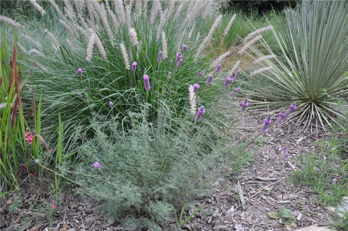 Plant photo of: Amorpha canescens