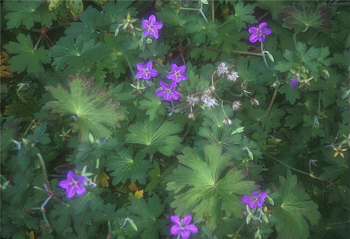 Plant photo of: Geranium viscosissimum
