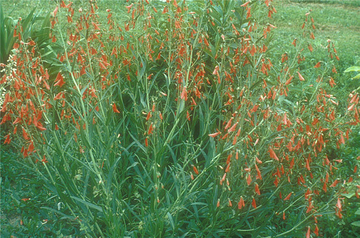 Plant photo of: Penstemon barbatus 'Prairie Dusk'