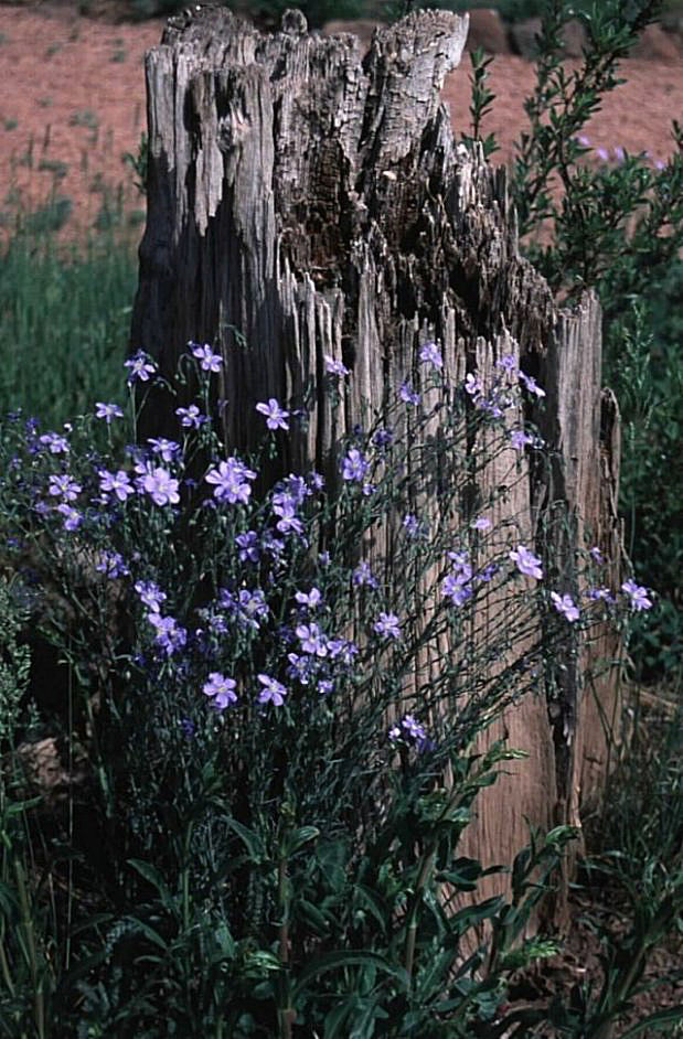 Plant photo of: Linum lewisii