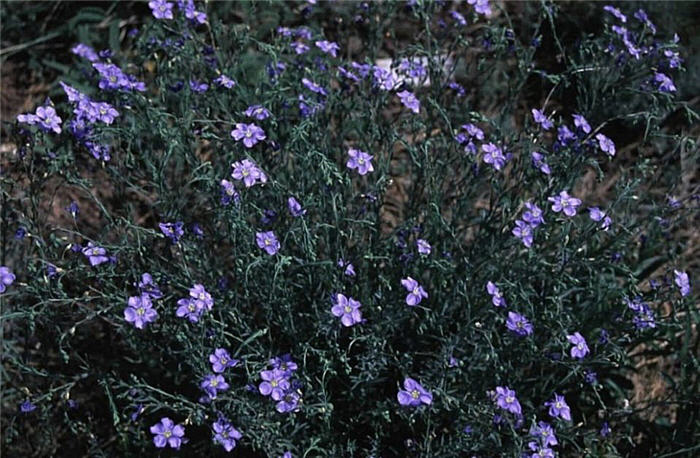 Plant photo of: Linum lewisii