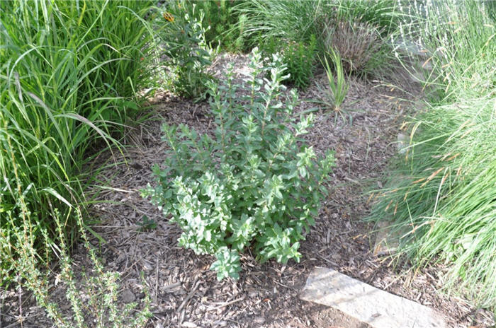 Plant photo of: Linum lewisii