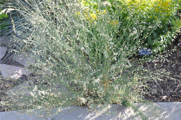 Plant photo of: Linum lewisii