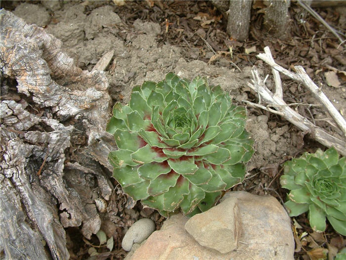 Plant photo of: Sempervivum tectorum