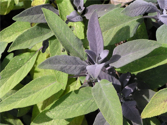 Plant photo of: Salvia officinalis 'Purpurascens'