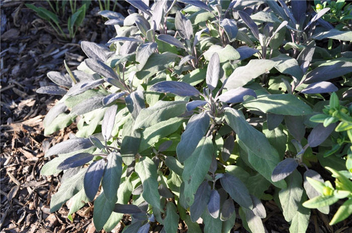 Plant photo of: Salvia officinalis 'Purpurascens'