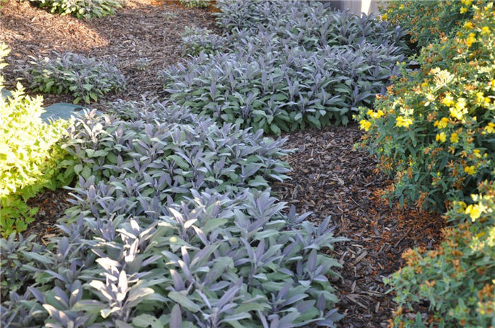Plant photo of: Salvia officinalis 'Purpurascens'