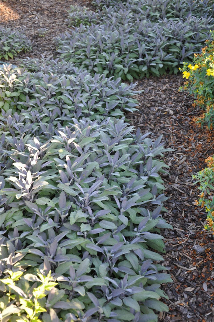 Plant photo of: Salvia officinalis 'Purpurascens'