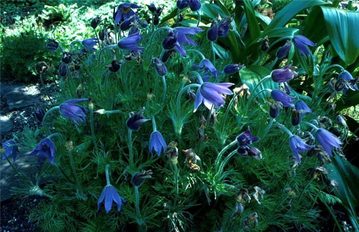Plant photo of: Pulsatilla vulgaris