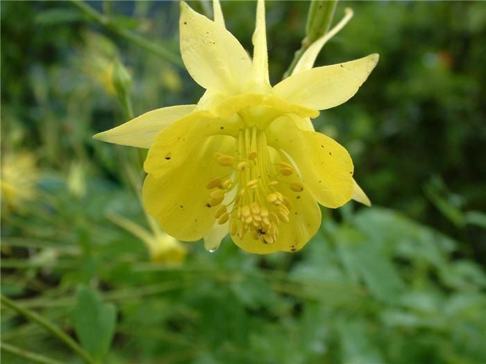 Plant photo of: Aquilegia chrysantha 'Yellow Queen'
